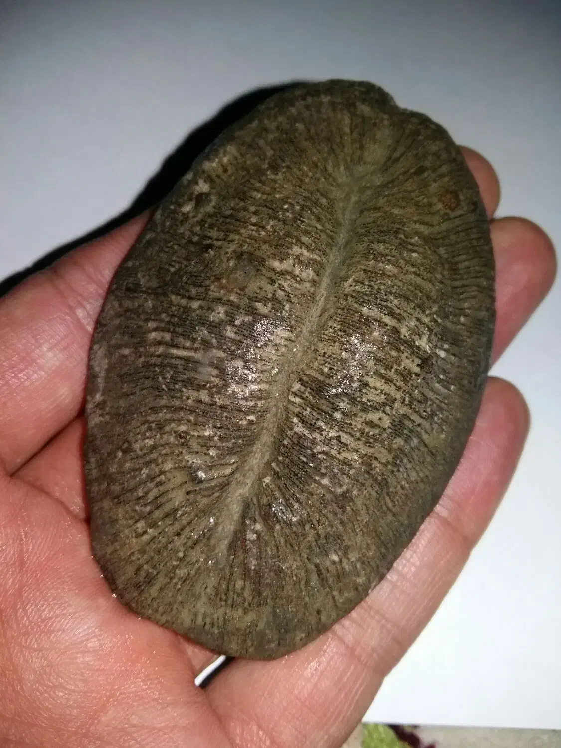 سنگ کلکسیونی|کلکسیون اشیاء عتیقه|علیآباد کتول, |دیوار