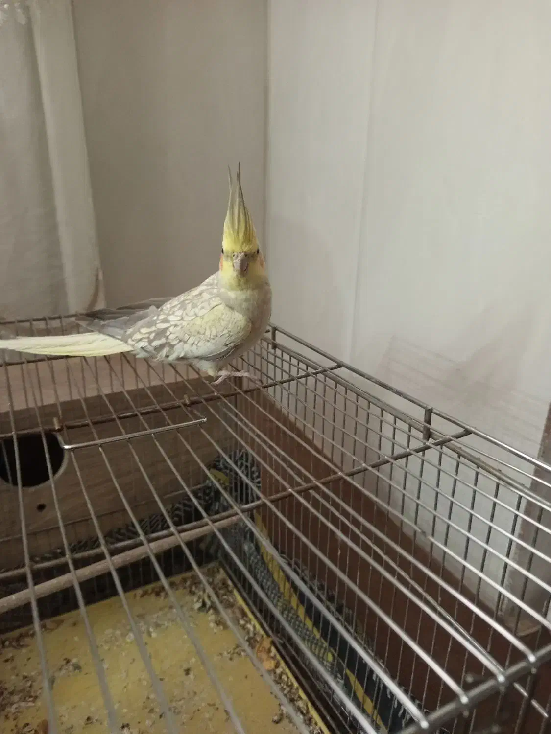 عروس سخنگو|پرنده|قم, ولیعصر|دیوار