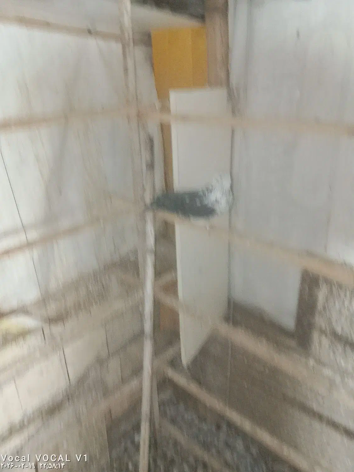 کبوتر|پرنده|رشت, چله خانه|دیوار