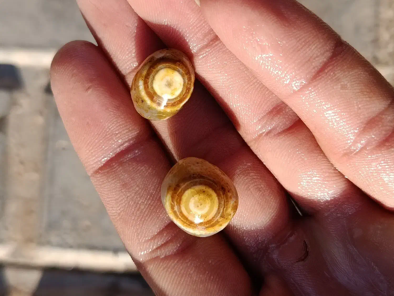 باباقوری|جواهرات|آیسک, |دیوار