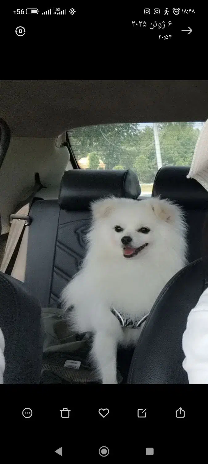 سگ پامر|سگ|رشت, معلم|دیوار