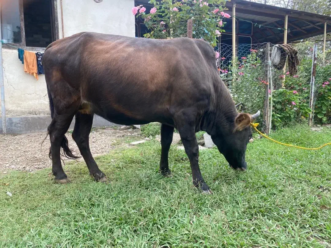 گاو چالوسی هفت ماه شکم فوقعلاده جنس. سنگین|حیوانات مزرعه|گوراب زرمیخ, |دیوار