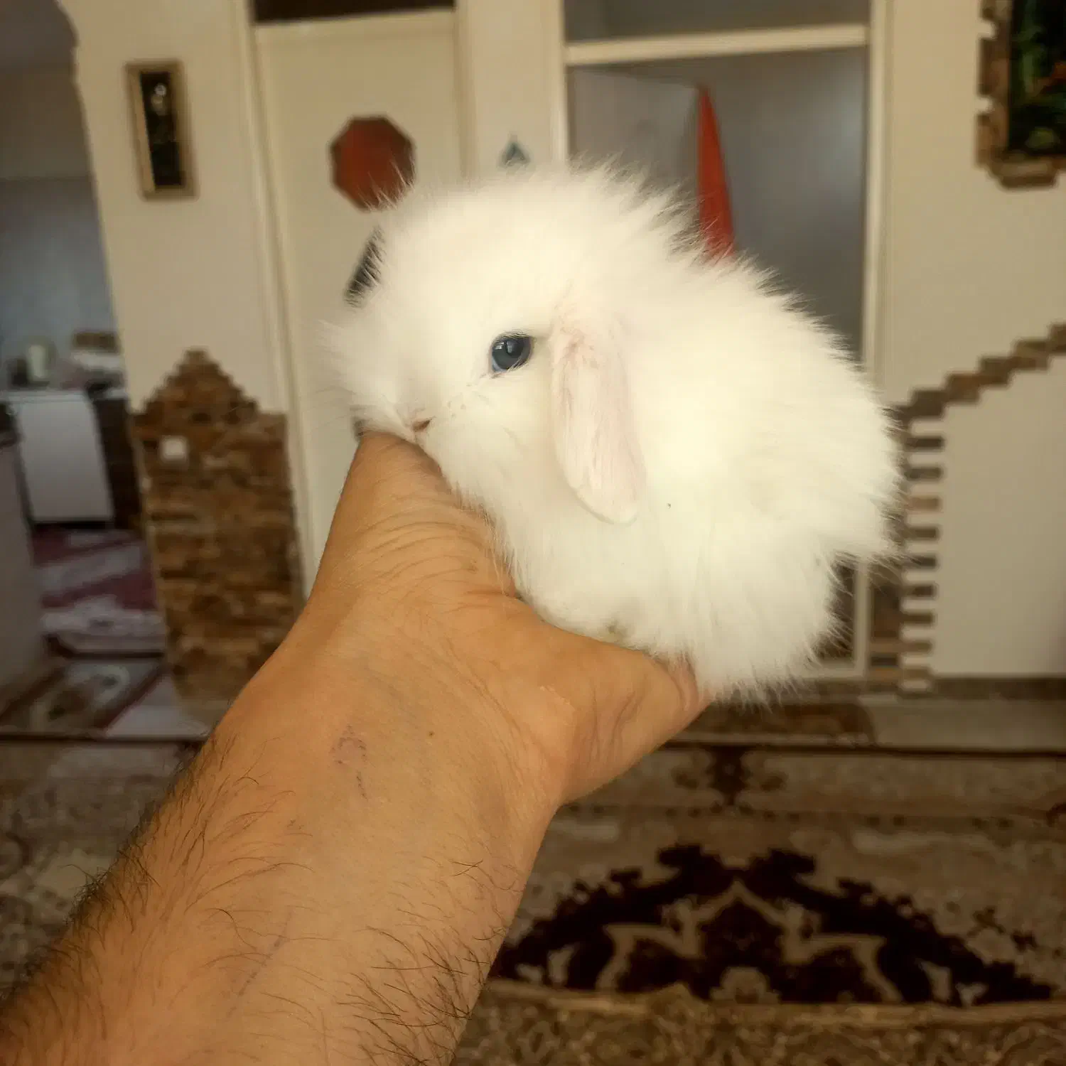 خرگوش لوپ.مینیاتوری.انقورا|موش و خرگوش|تبریز, |دیوار