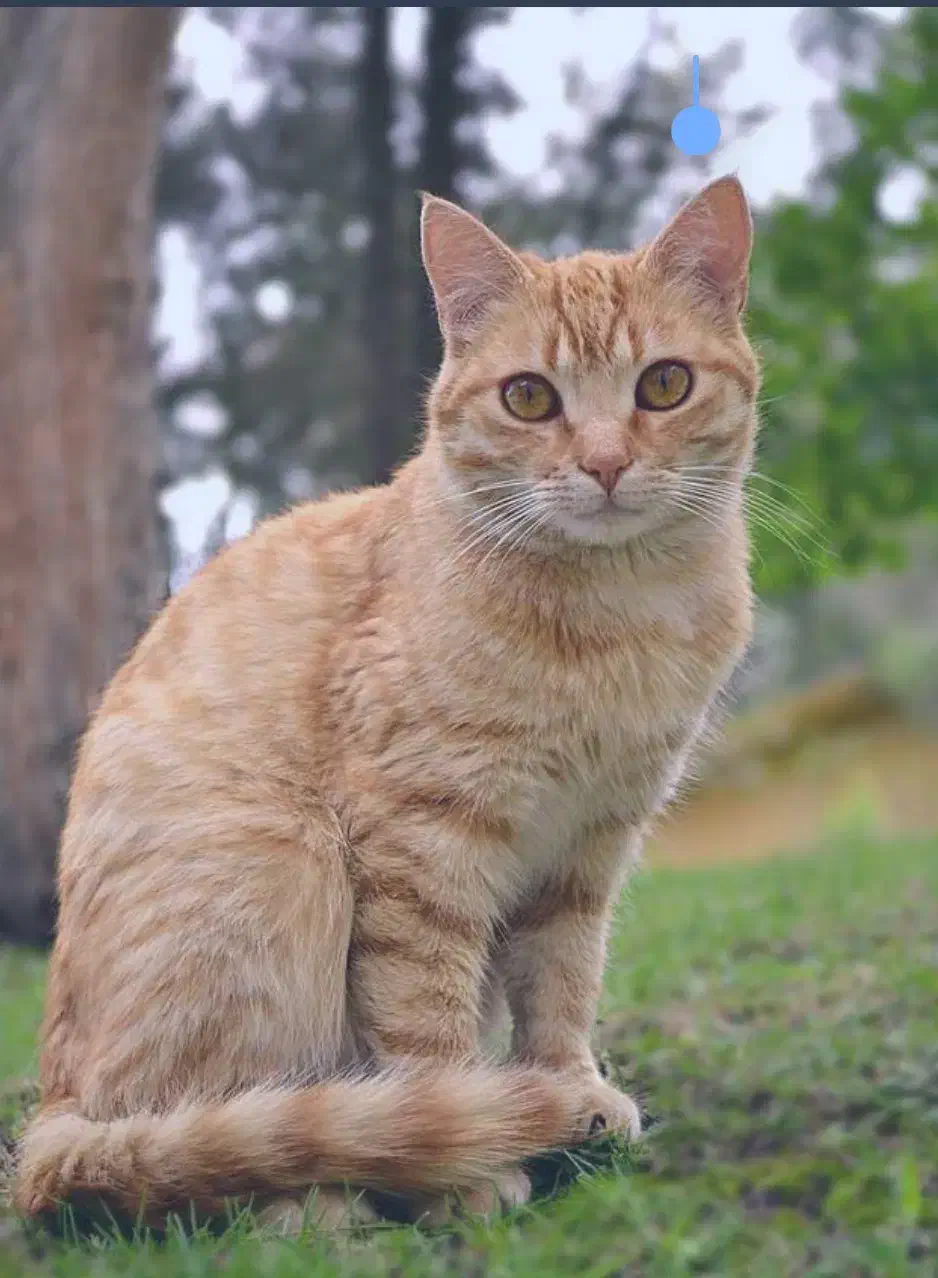واگذاری گربه اپارتمانی رایگان|گربه|اصفهان, جلفا|دیوار