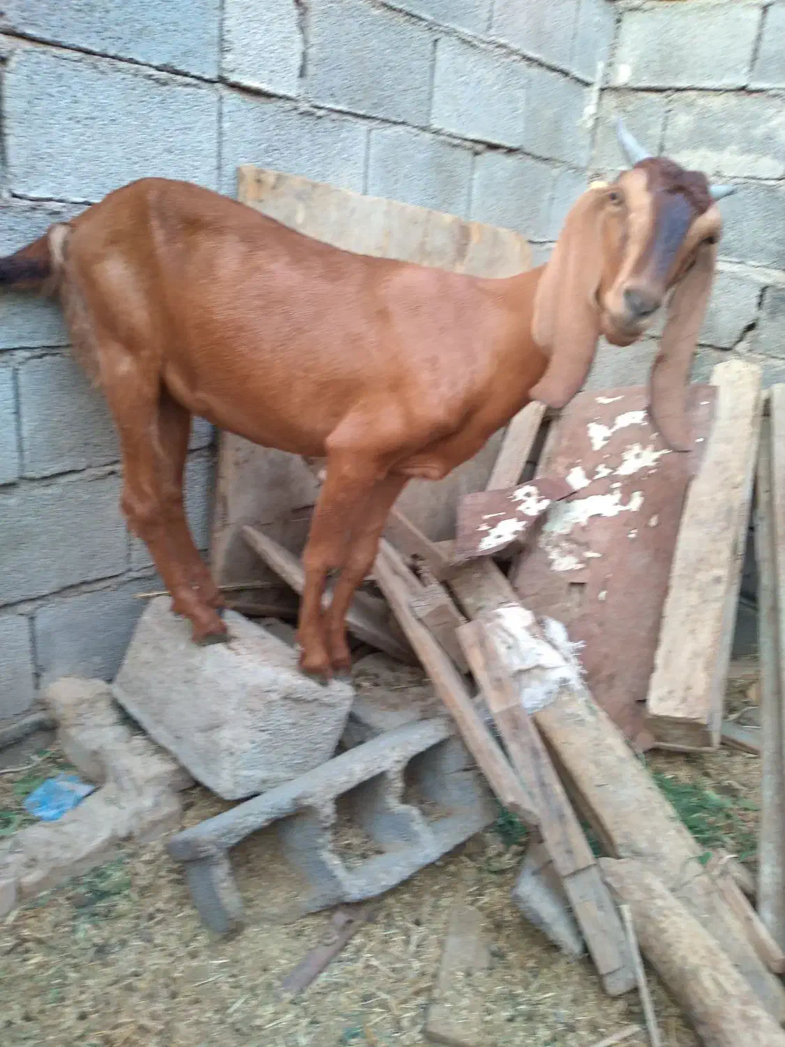 توبچی|حیوانات مزرعه|شادگان, |دیوار