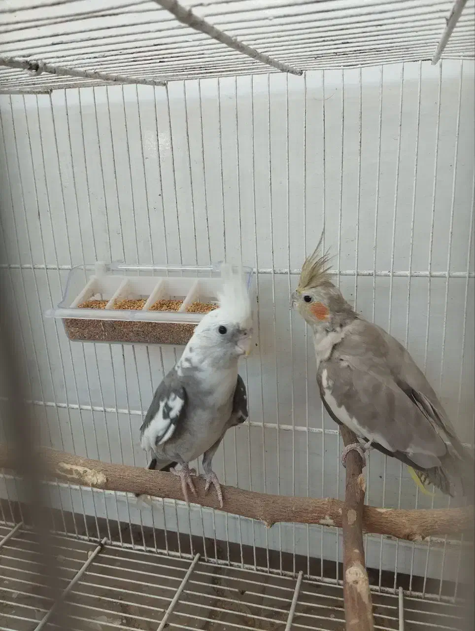 عروس هلندی|پرنده|فردوس (خراسان), |دیوار