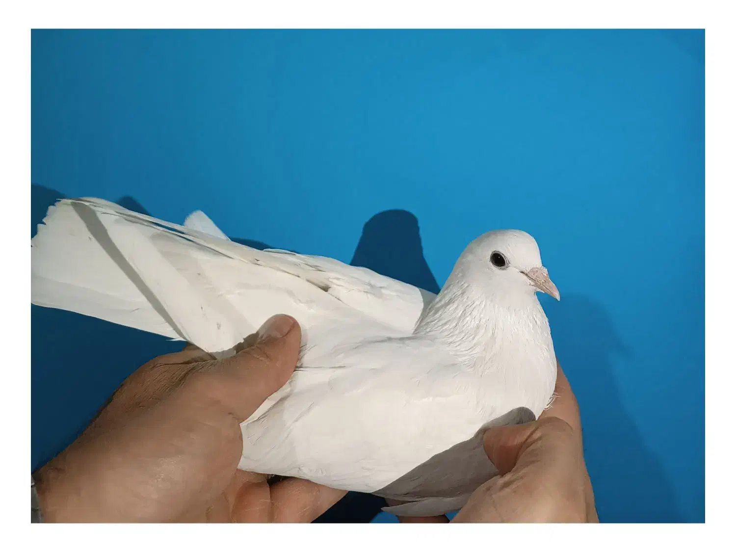کبوتر کفتر سفید مهر|پرنده|فردیس, فردیس|دیوار
