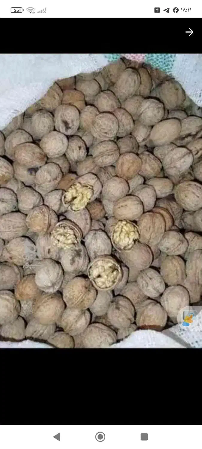 گردو پوست کاغذی|خوردنی و آشامیدنی|کندوان, |دیوار