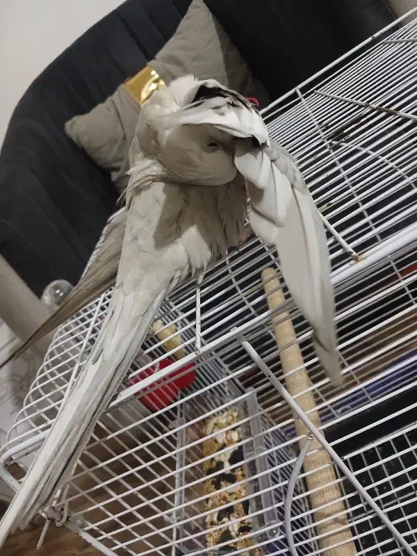 فروش عروس هلندی نر وایت فیس آماده جفت|پرنده|رشت, پل تالشان|دیوار