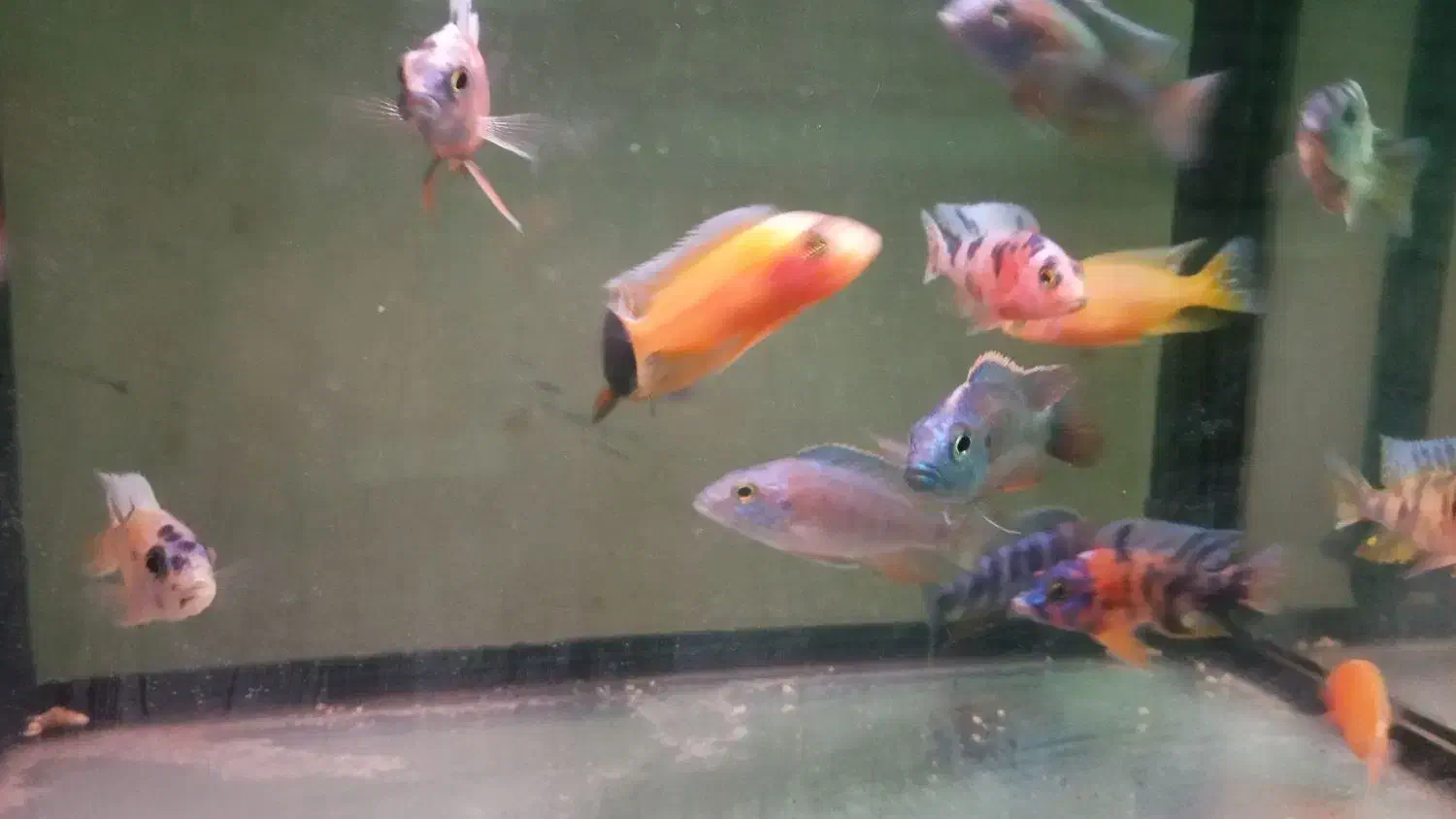 ماهی سیچلاید رنگی|ماهی|کاشان, گارزگاه|دیوار