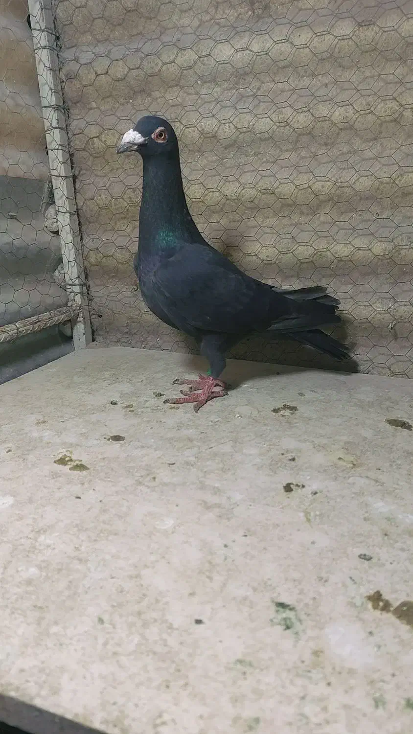 زیل نر|پرنده|محمدیه-قزوین, |دیوار