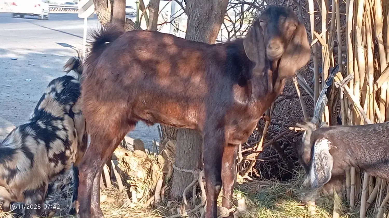 بز نری چپشت نژاد دار ابستن|حیوانات مزرعه|جیرفت, |دیوار