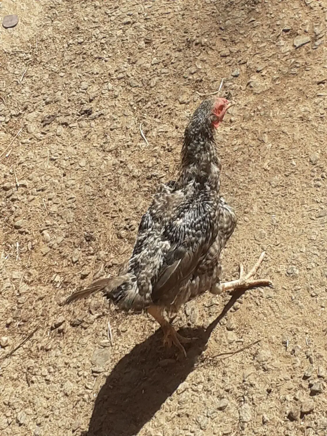 مرغ تخمگذار|حیوانات مزرعه|سربند, |دیوار