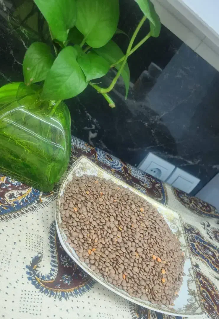حبوبات|خوردنی و آشامیدنی|شیراز, شهرک مدرس|دیوار