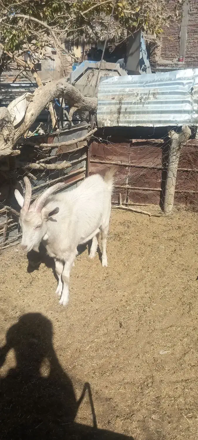 تروشت فروشی|حیوانات مزرعه|خاش, |دیوار