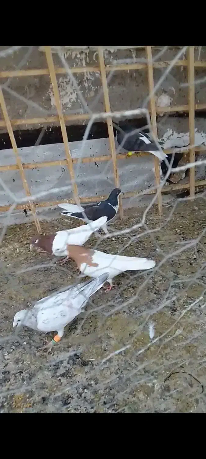 کبوتر پرشی میزان|پرنده|دشتابی, |دیوار