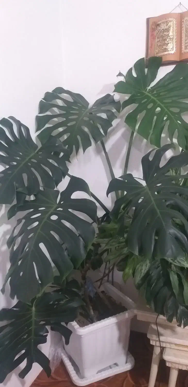 گل انجیری|گل و گیاه طبیعی|سیلوانه, |دیوار