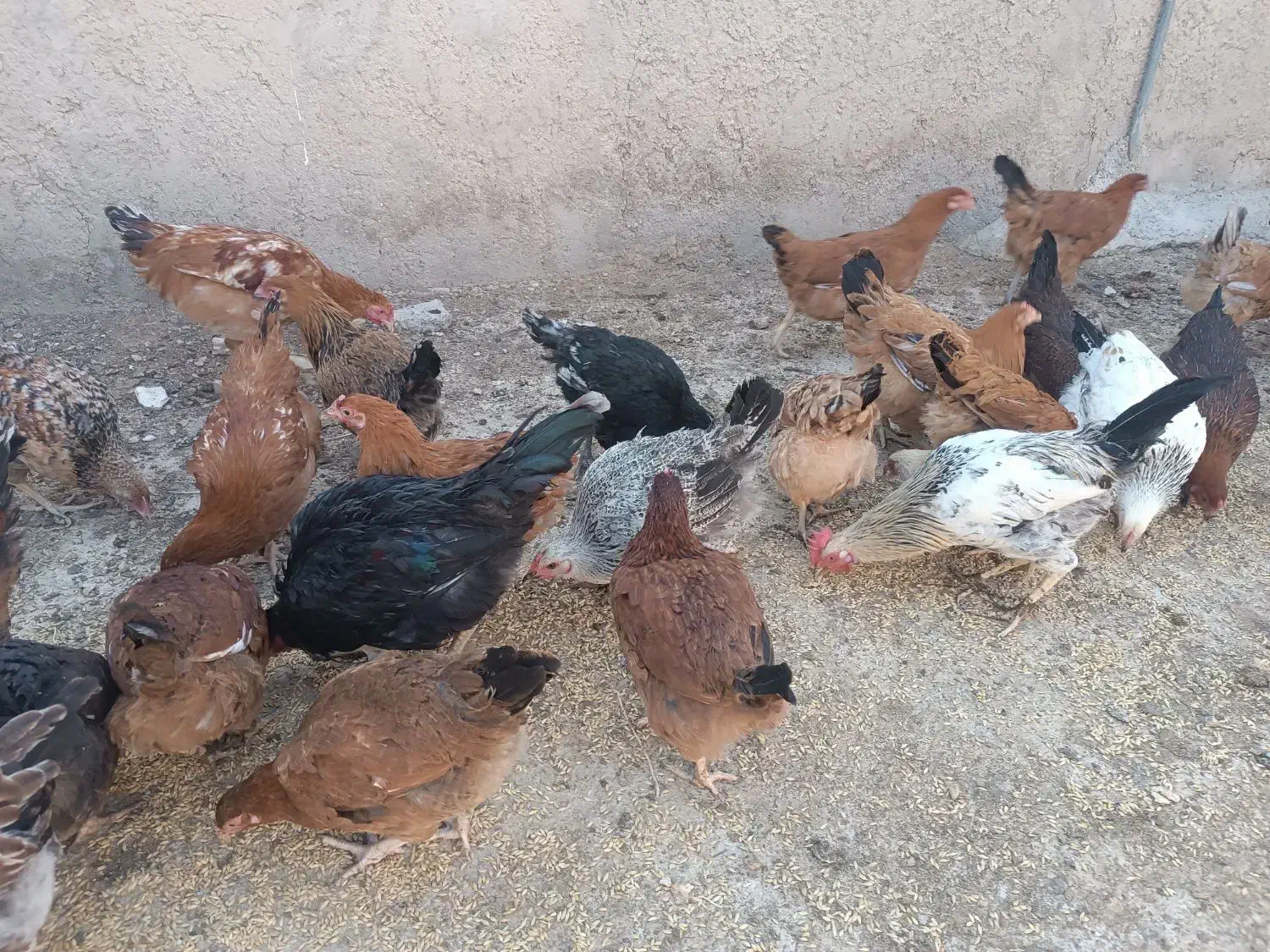 جوجه خروس ومرغ جوان 7ماهه 290هزار ویک جفت غازخرامه|حیوانات مزرعه|شیراز, سعدیه جنوبی|دیوار