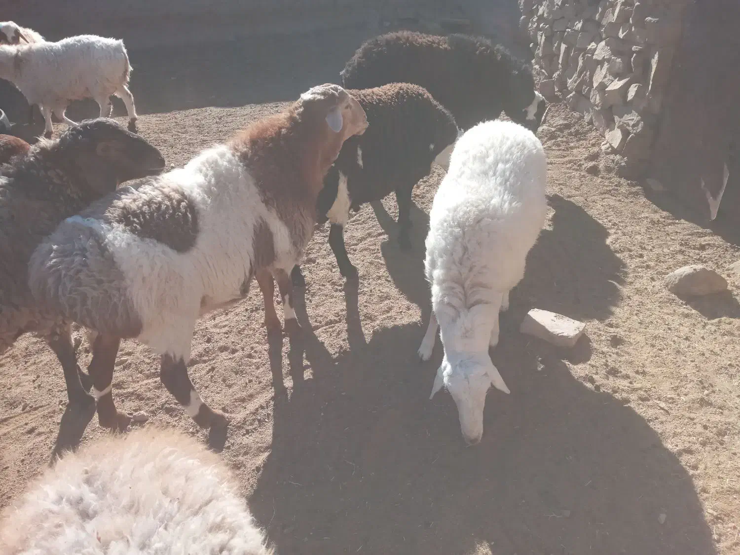 قوچ|حیوانات مزرعه|سده (خراسان جنوبی), |دیوار