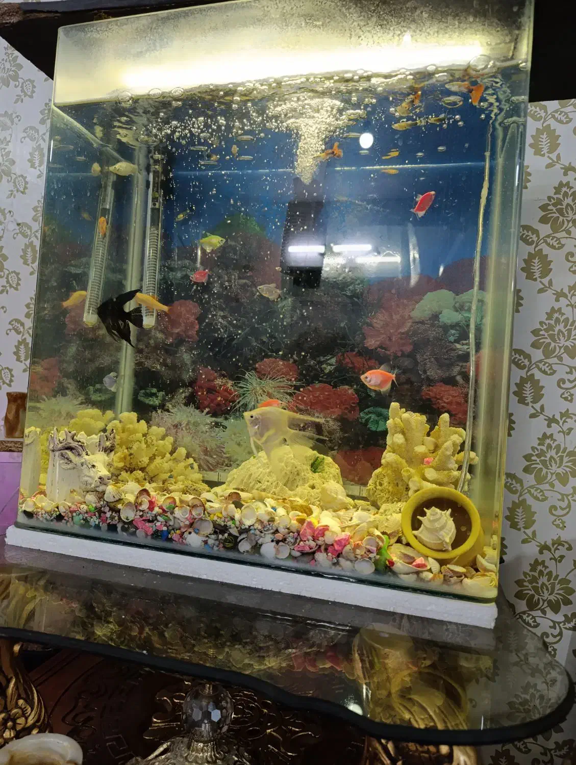 آکواریوم وماهی|ماهی|پاکدشت, پاکدشت (مامازند)|دیوار