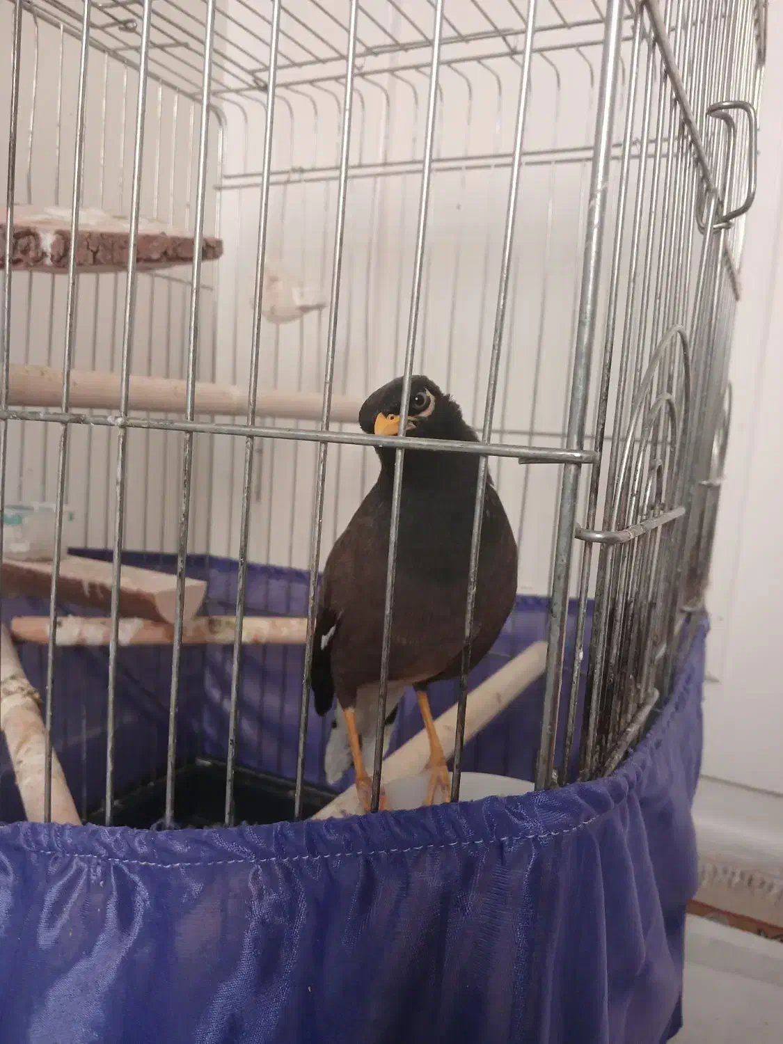 مرغ مینا|پرنده|تهران, تهرانپارس شرقی|دیوار