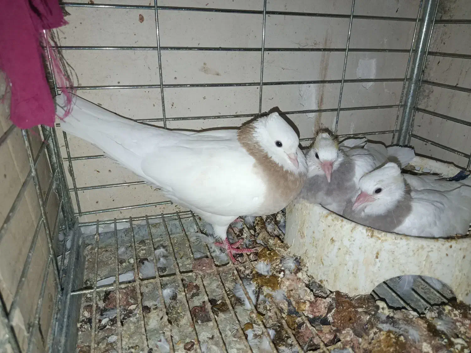 ماده طوقی|پرنده|زاویه, |دیوار