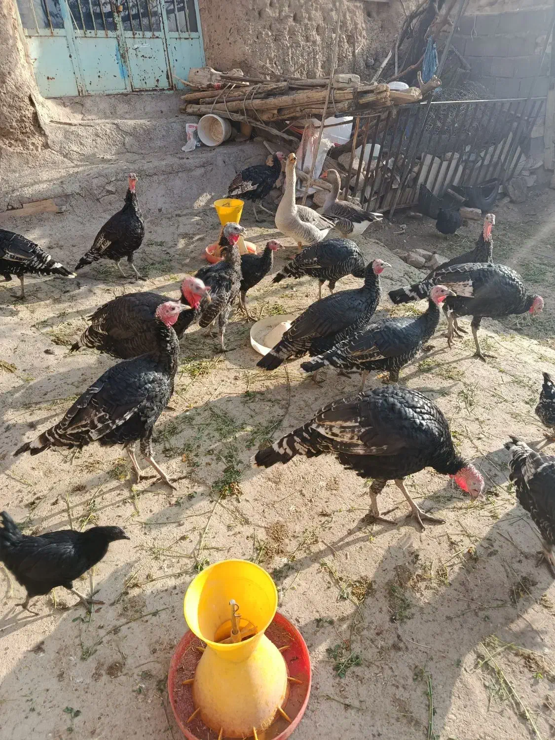 بوقلمون نر|حیوانات مزرعه|نوبران, |دیوار