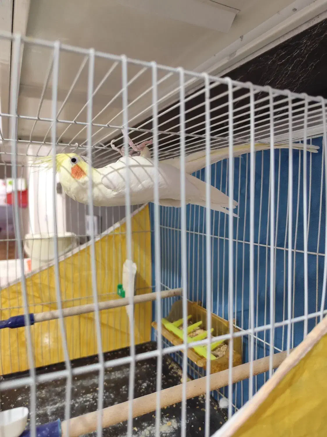 دو جفت عروس هلندی لوتینو البینو|پرنده|مشهد, شهید علی محمدی|دیوار