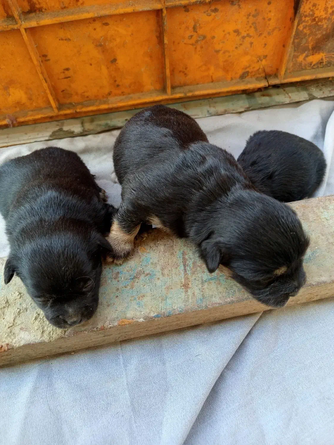 واگذاری توله|سگ|ورامین, خیر آباد|دیوار