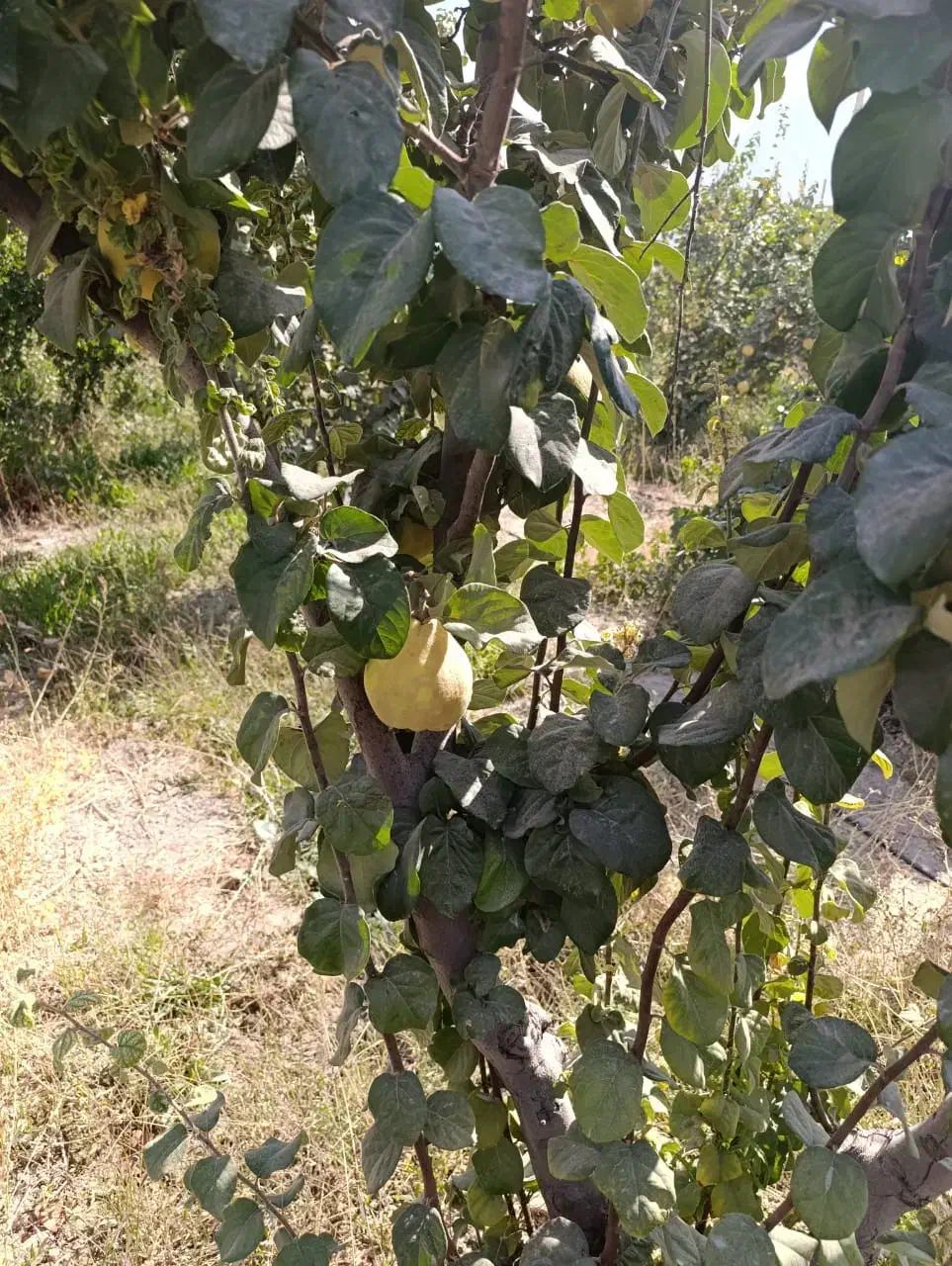 میوه به تازه باغی - بِه درجه ۱ - درجه ۲ - مخلوط|عمدهفروشی|مرودشت, تخت جمشید|دیوار