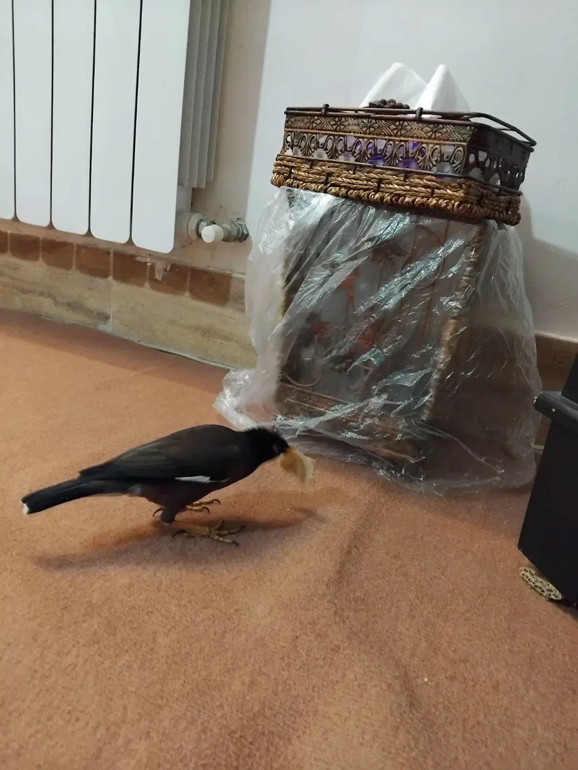 مرغ مینا سرحال|پرنده|بروجرد, |دیوار