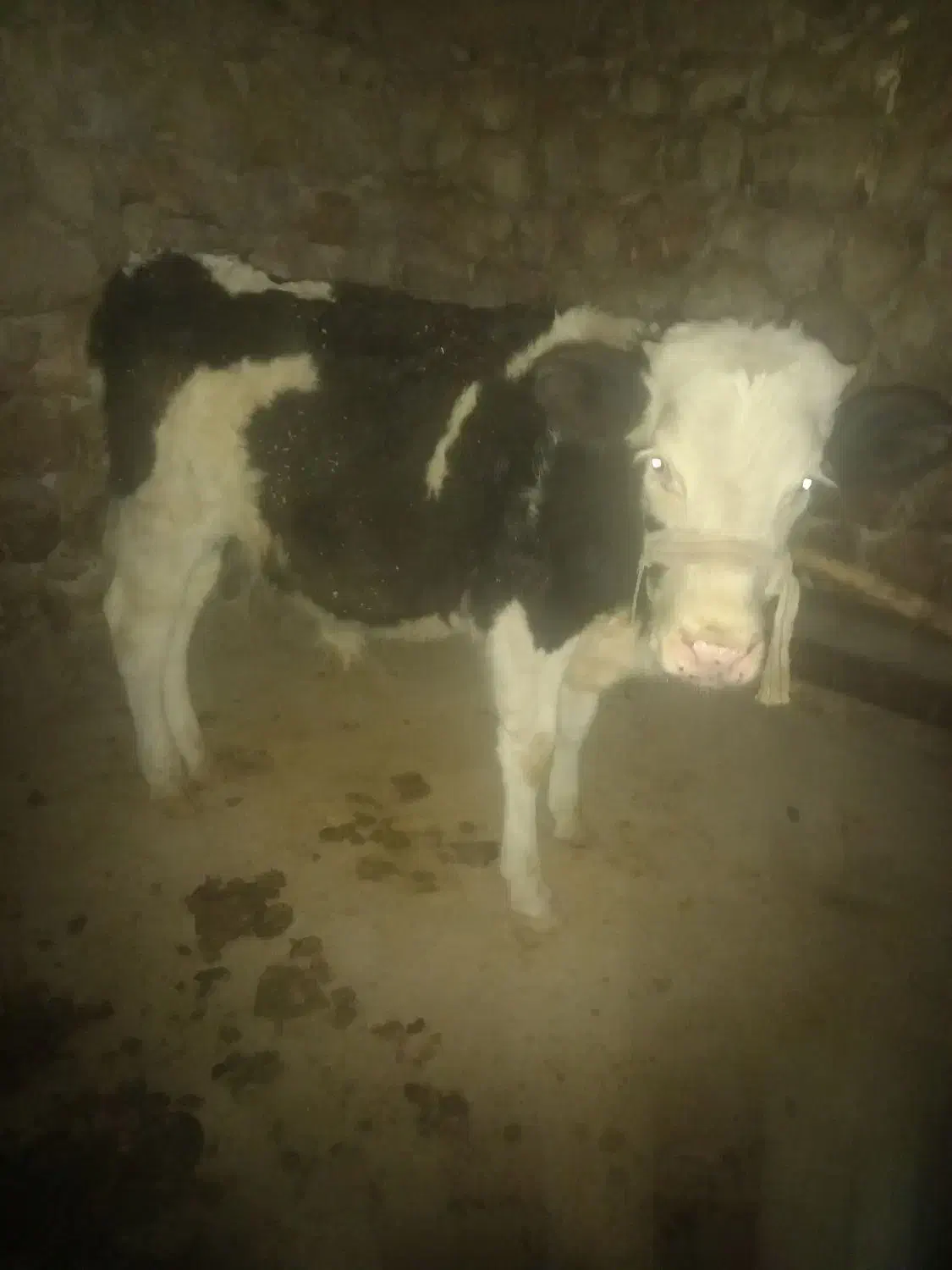 ۲ عدد گاوه ابستن جوان سرحال|حیوانات مزرعه|سرفاریاب, |دیوار