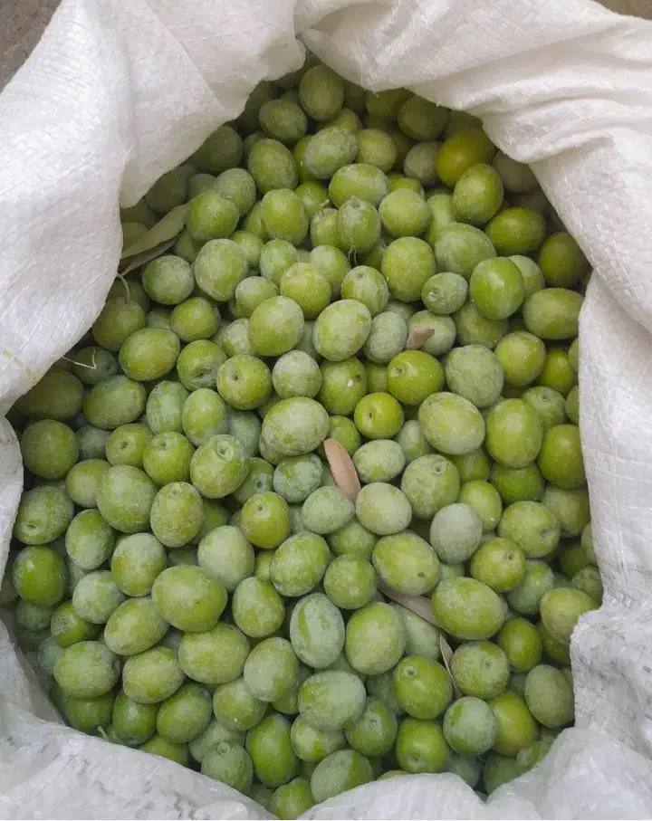 زیتون تخم کبکی|خوردنی و آشامیدنی|شیراز, کوشک میدان|دیوار