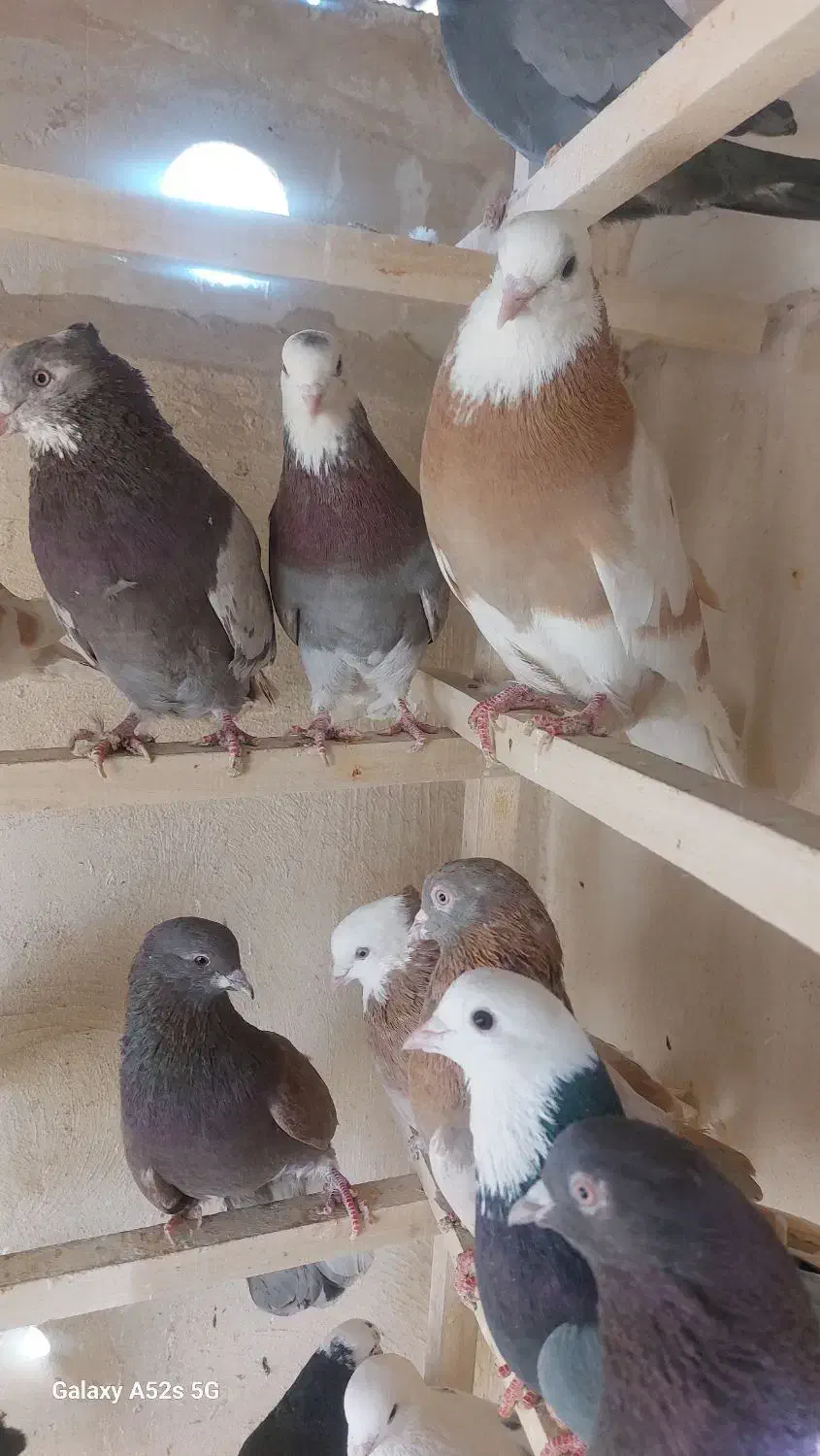 کبوتر پرشی|پرنده|قم, انسجام|دیوار