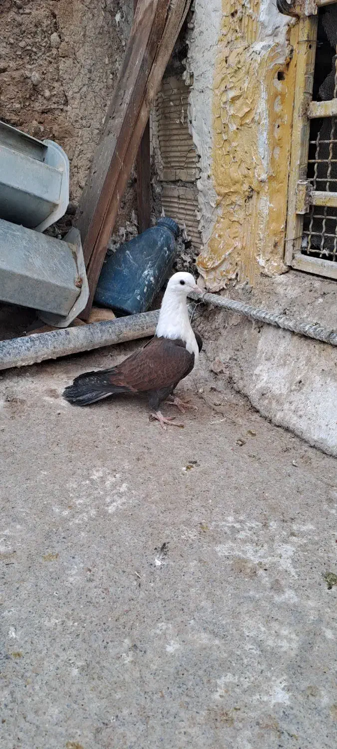 کبوتر مخمل|پرنده|مبارکه, |دیوار