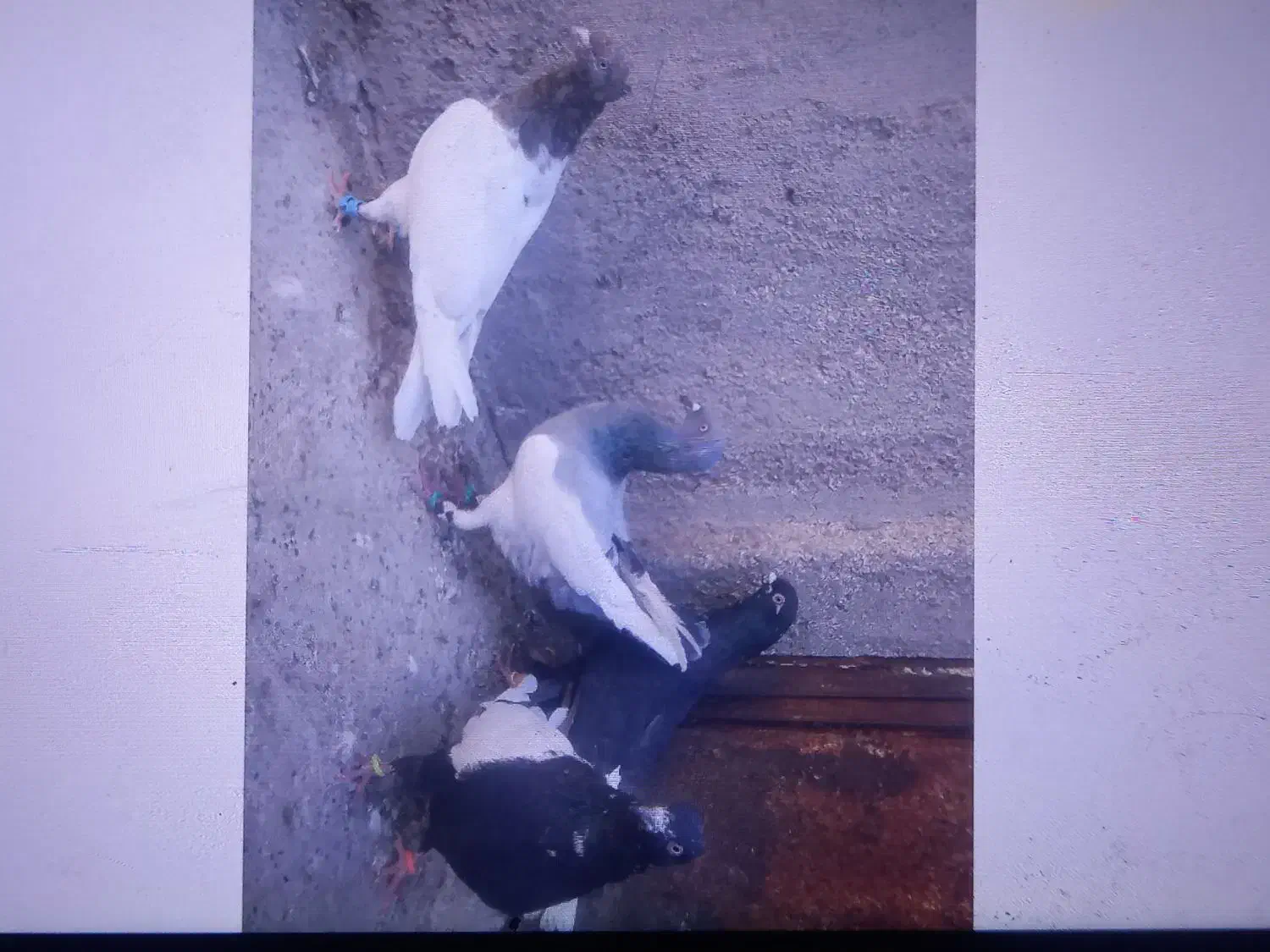 کفتر کبوتر یهودی سبز|پرنده|مشهد, هفده شهریور|دیوار