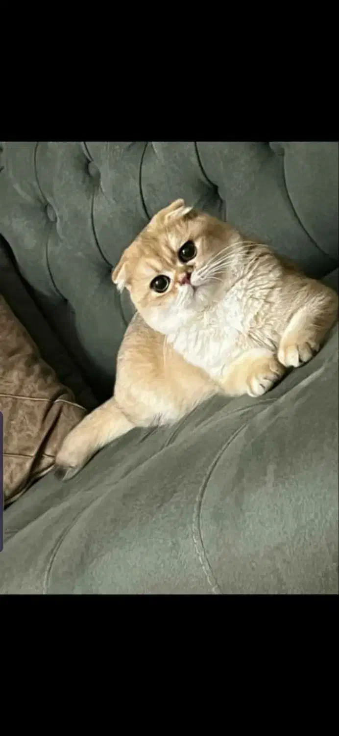 گربه گلد و سیلور نر جهت جفت گیری|گربه|تبریز, |دیوار