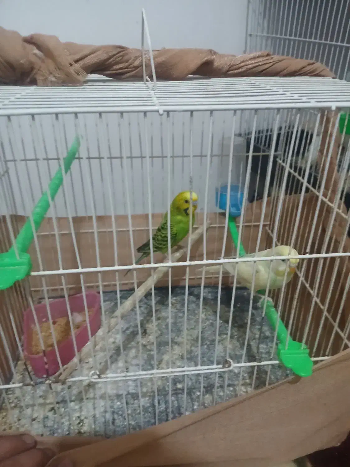 پرنده|پرنده|مشهد, کشف|دیوار