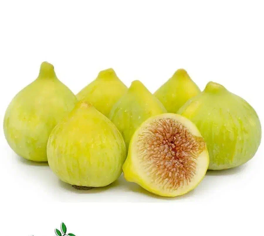 پیش‌فروش نهال انجیر عسلی شناسه دار|خدمات باغبانی و درختکاری|آبیک, |دیوار