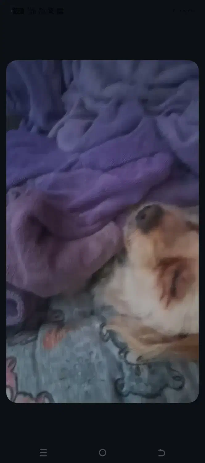 سگ گمشده درجاده برزول به سمت فارسبان|سگ|زرین دشت (همدان), |دیوار