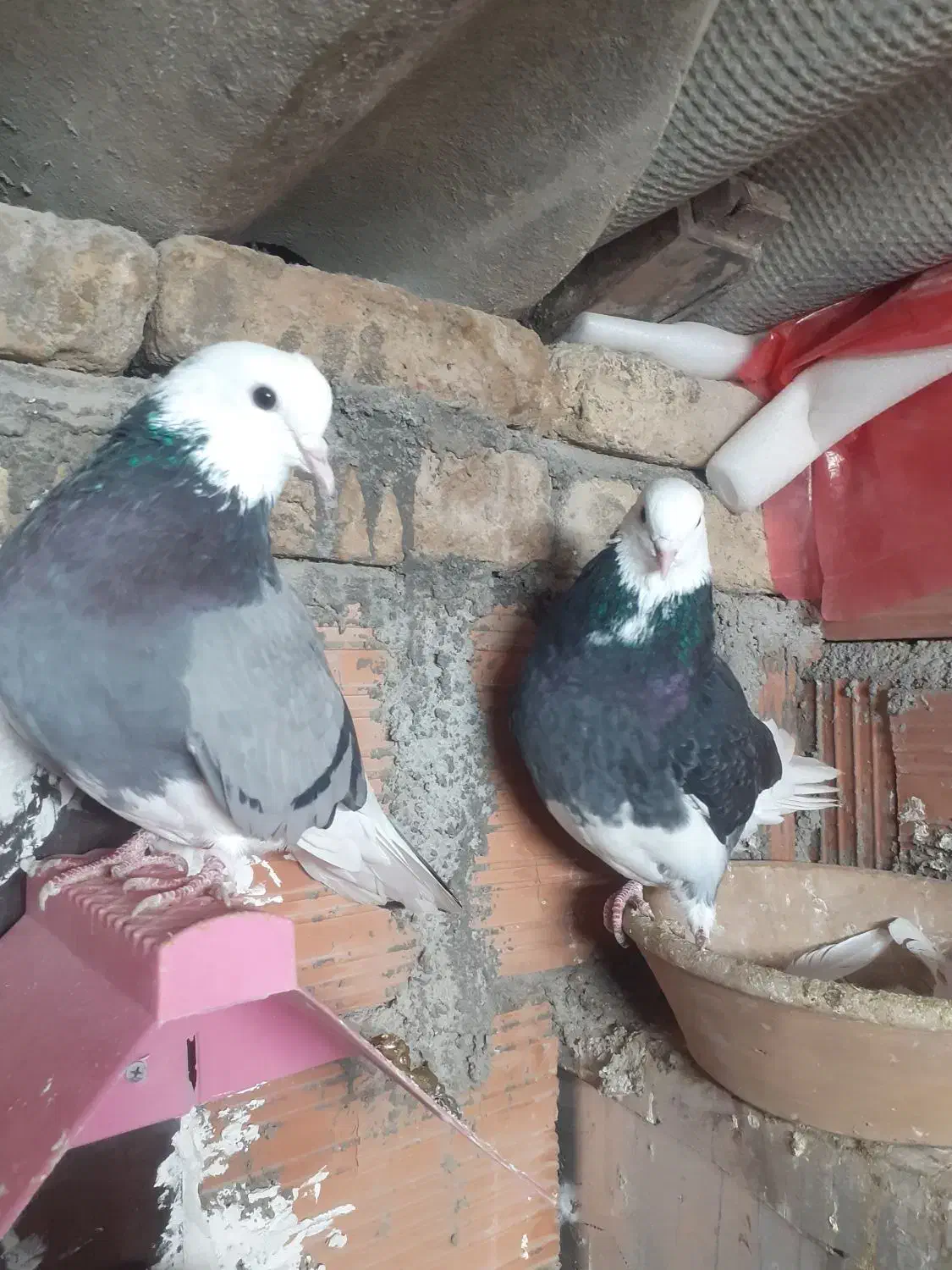 شازده پرشی|پرنده|گرگان, |دیوار