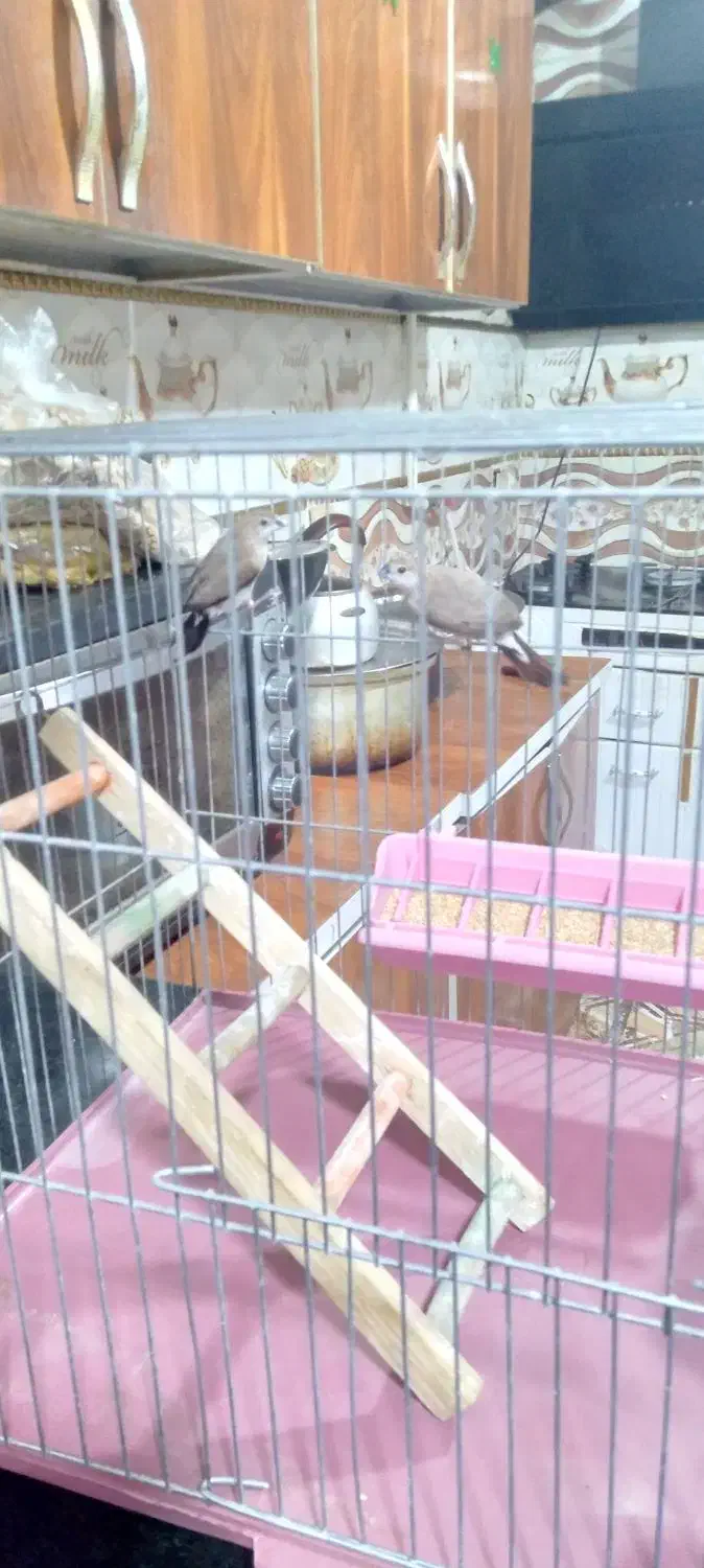 یک جفت فنچ با قفس|پرنده|ایرانشهر, |دیوار