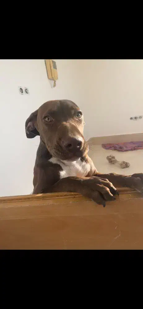 سگ پیت بول|سگ|اصفهان, ملکشهر|دیوار