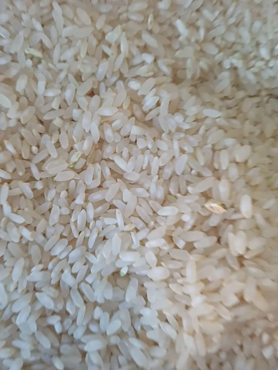 برنج کامفیروزی|خوردنی و آشامیدنی|شیراز, شهرک برف فروشان|دیوار