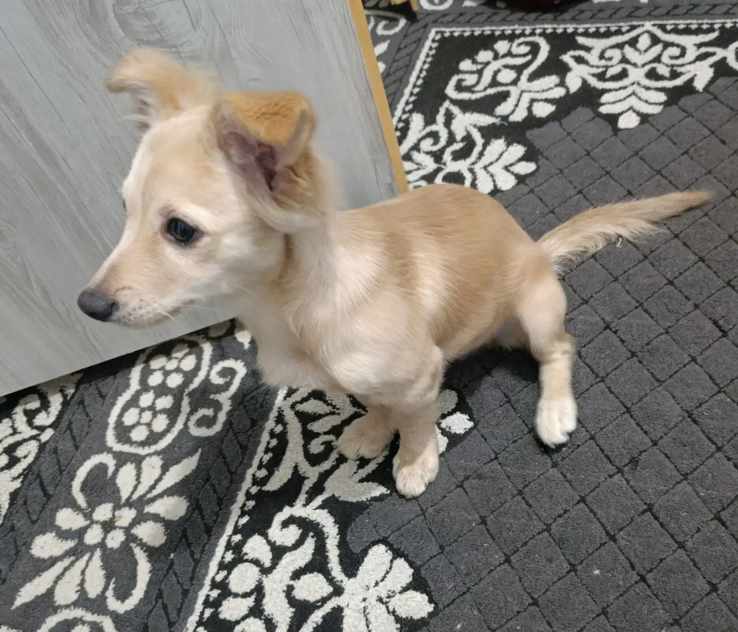 سگ اشپیتز ماده|سگ|تهران, شهرک رضویه|دیوار