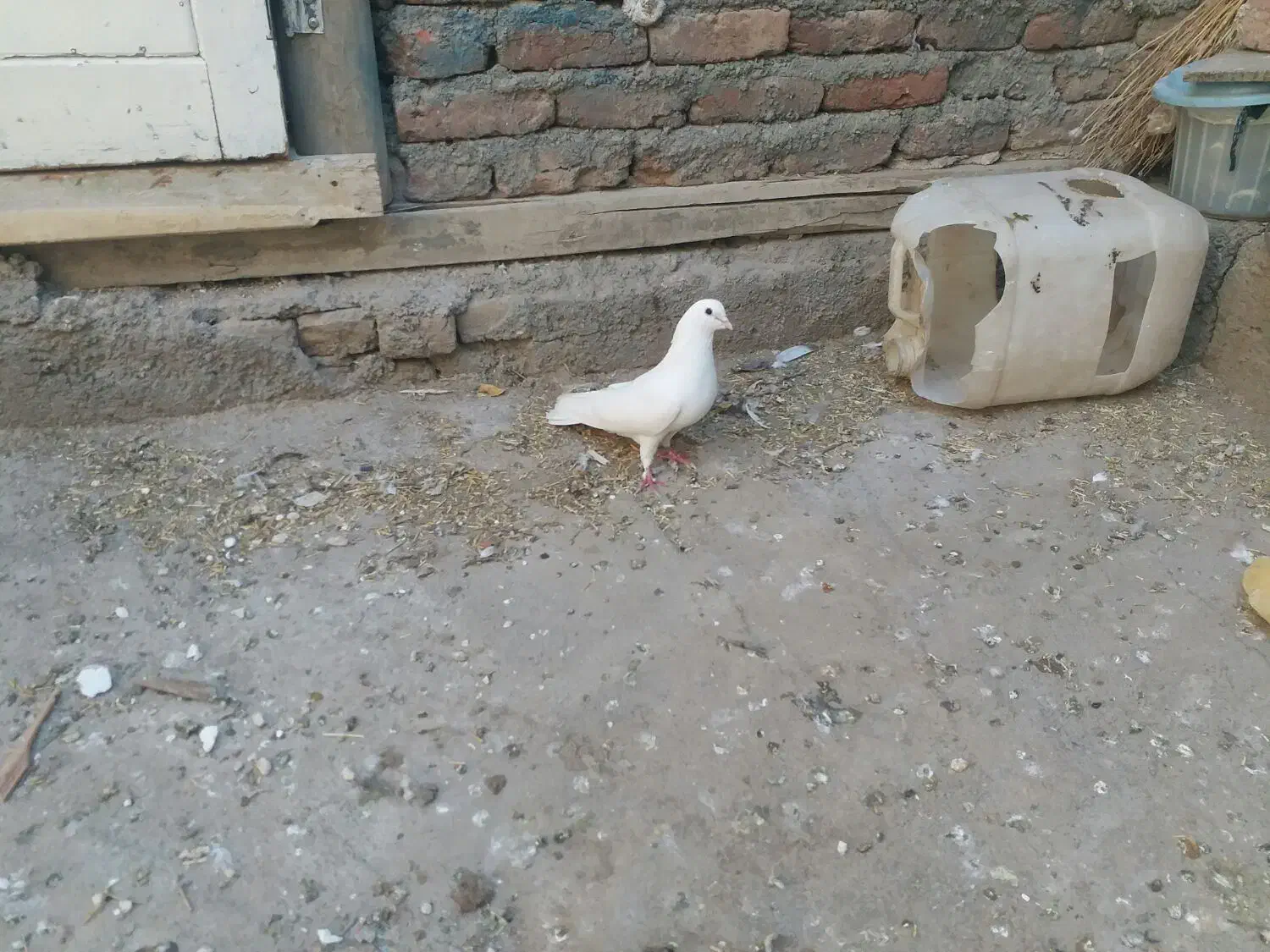 کبوتر سفید|پرنده|نقده, |دیوار