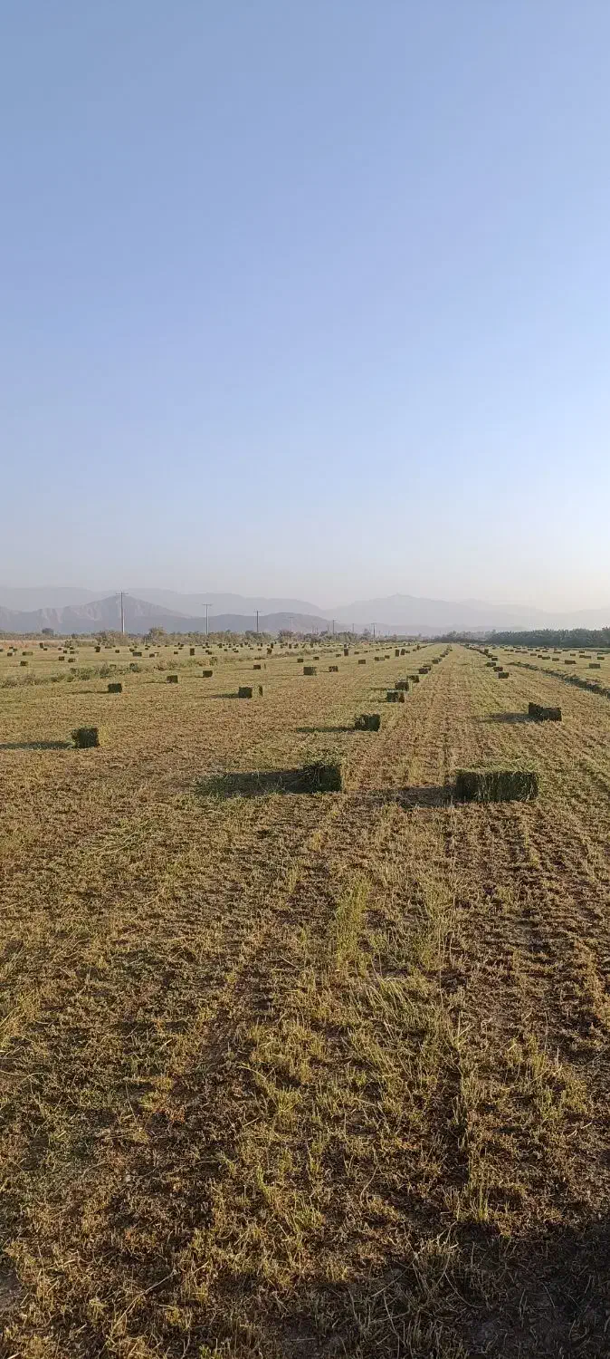 یونجه|خدمات باغبانی و درختکاری|حاجی آباد, |دیوار