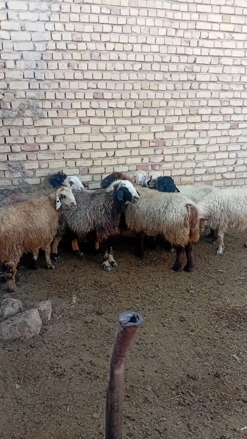 فروش میش آبستن ترکی|حیوانات مزرعه|ارسنجان, |دیوار