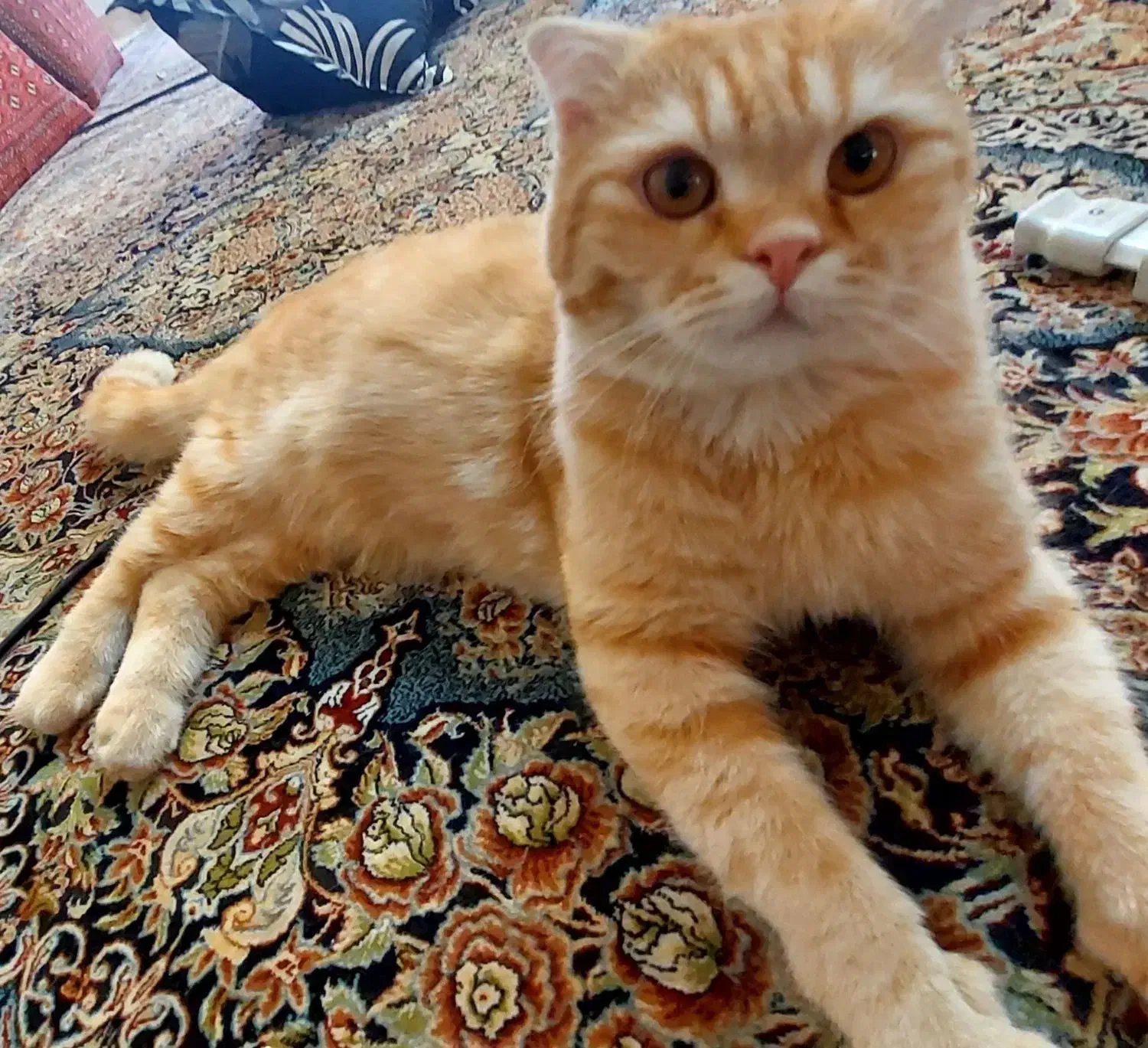 گربه اسکاتیش فولد|گربه|گرگان, |دیوار