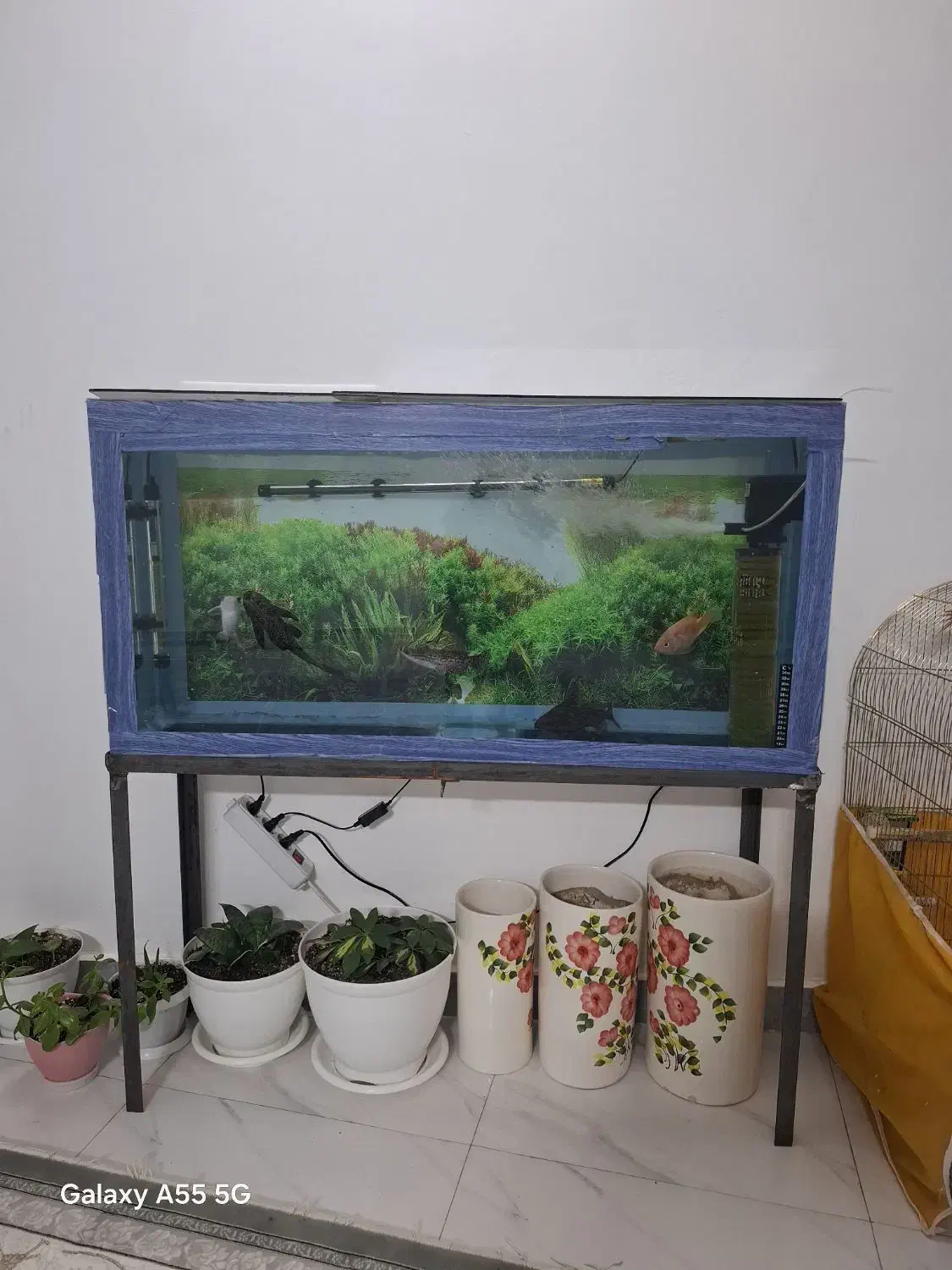 آکواریم می‌خوام بفروشم|ماهی|قوچان, |دیوار